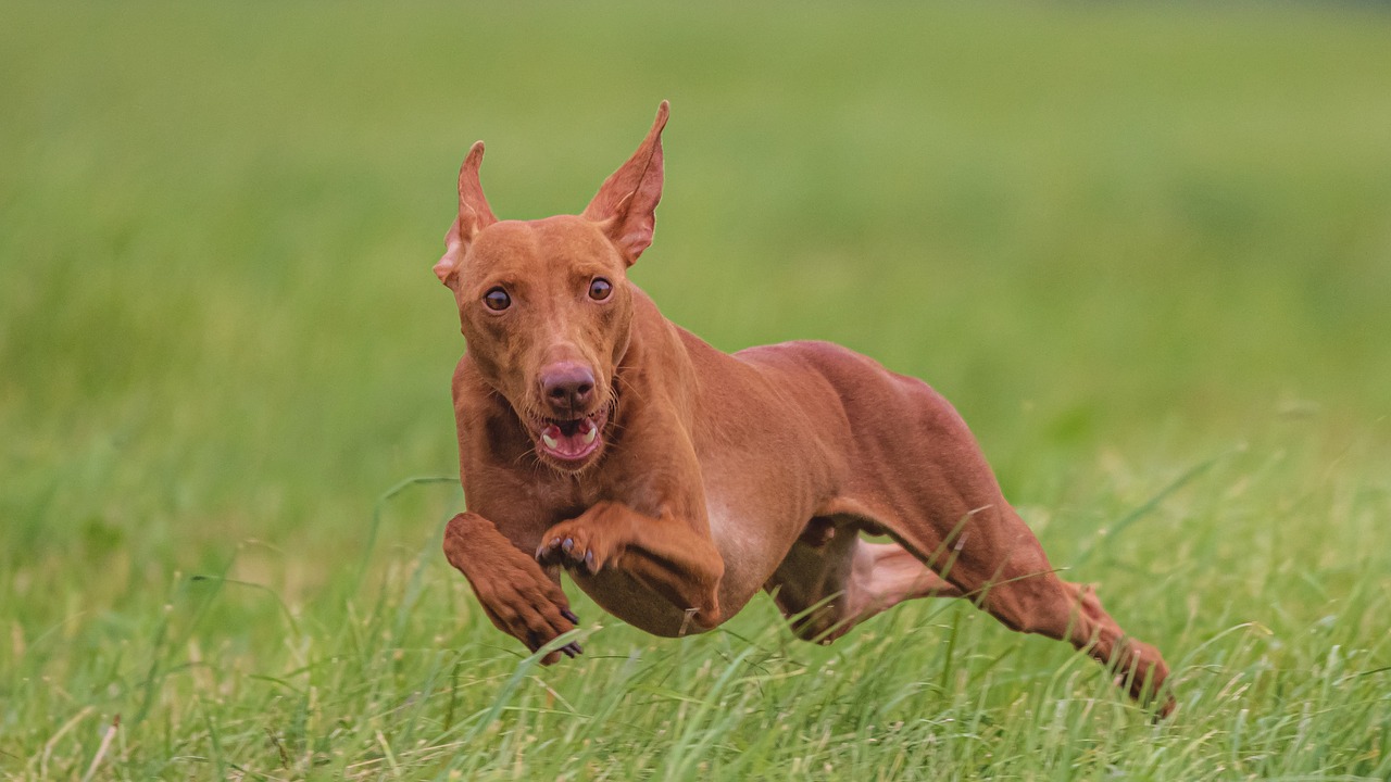 Dog Poop Pickup in livonia Michigan